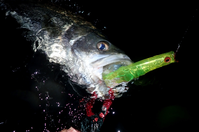 カゲロウ155fを初心者目線でインプレ コノシロパターンでめちゃ釣れた Salt Fresh 魚の総合サイト ソルフレ