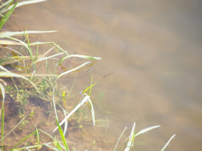 メダカの捕まえ方！採集しやすい場所・方法・道具をご紹介します！