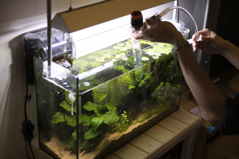 熱帯魚の水槽の水換え