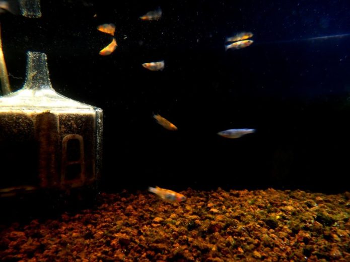 メダカの餌やりは1日何回がベスト 理想の回数 量と餌の与え方を解説します Salt Fresh 魚の総合サイト ソルフレ