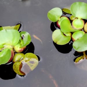 【決定版】メダカ飼育におすすめの水草20選!屋外・室内の相性と植え方を解説
