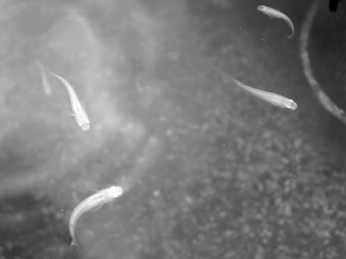 メダカが冬眠明けに死ぬのは世話の仕方が問題 主な死因5つと対策 Salt Fresh 魚の総合サイト ソルフレ