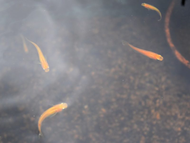 秋のメダカ飼育のコツを月ごとに解説 水温低下を意識した餌やりと冬越しの準備 Salt Fresh 魚の総合サイト ソルフレ