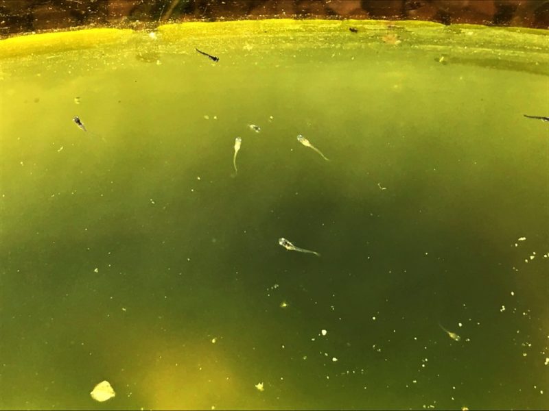 メダカの水が緑色になる グリーンウォーターの原因と透明にする方法 Salt Fresh 魚の総合サイト ソルフレ