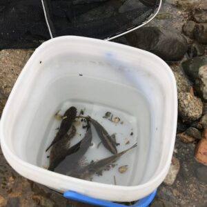 【ガサガサ】捕まえた魚の持ち帰り方 | 水温管理と酸欠対策が最重要な理由