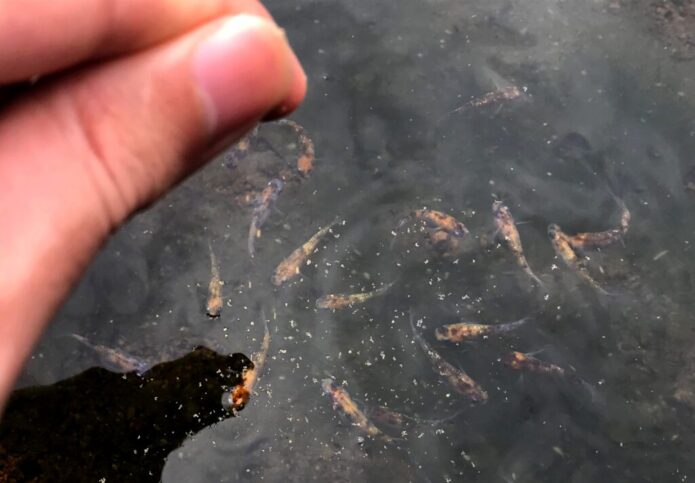 メダカの餌やりは1日何回がベスト？理想の回数・量と餌の与え方を解説します