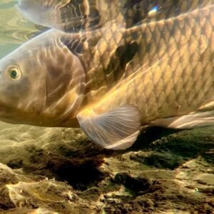 川でコイ釣りされる方　必須 パンコイ】近所の川や池でコイを釣ってみよう！初めての釣りでも