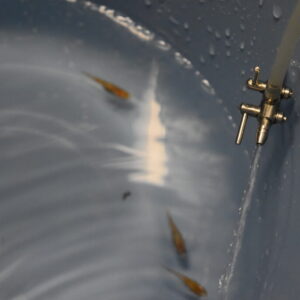 【メダカ・金魚・熱帯魚】簡単で魚にやさしい水合わせ方法とpHショックの危険性