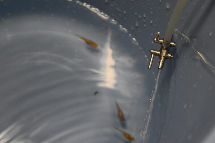 【メダカ・金魚・熱帯魚】簡単で魚にやさしい水合わせ方法とpHショックの危険性