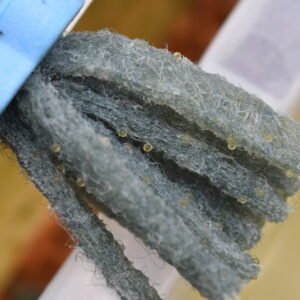 メダカのおすすめ産卵床6選！人工産卵床と水草・浮草の使い分け