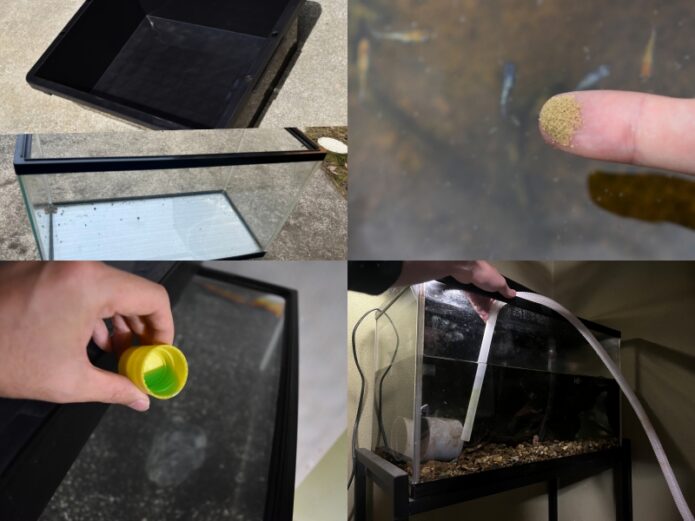 【初心者必見】メダカの飼育に絶対必要なもの6選！これだけで十分飼えます