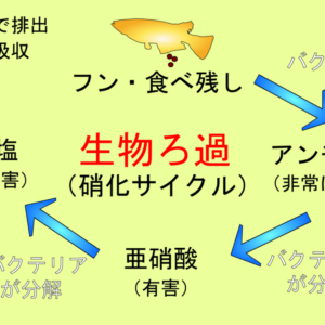 水をきれいにする水槽のバクテリアとは！硝化サイクルで水質が改善する仕組み