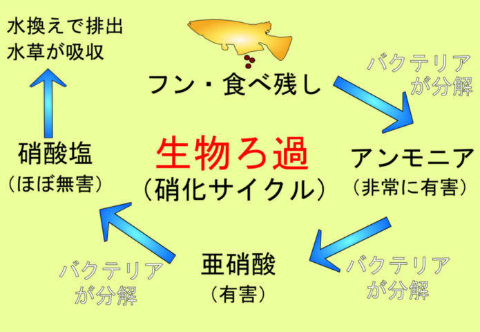 水をきれいにする水槽のバクテリアとは!硝化サイクルで水質が改善する仕組み