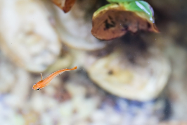 メダカ水槽に生えたコケを簡単に取る 面倒なコケが発生する原因とコケ掃除を解説 Salt Fresh 魚の総合サイト ソルフレ