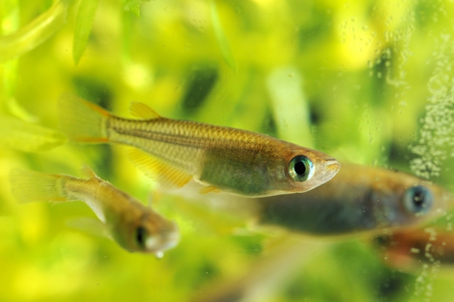 飼いやすいメダカ7選 初心者におすすめの飼育が簡単な種類と特徴 Salt Fresh 魚の総合サイト ソルフレ