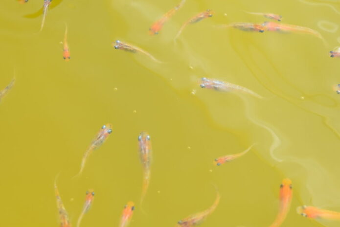 メダカ飼育では夏の高水温 酸欠が危険 死なせないための対策9選 Salt Fresh 魚の総合サイト ソルフレ