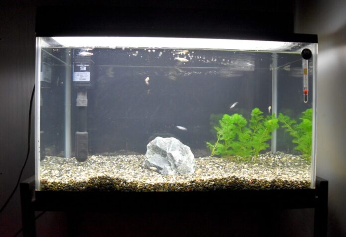 【失敗なし】メダカの室内飼育に必要なもの！水槽・餌の他に用意すべきアイテム