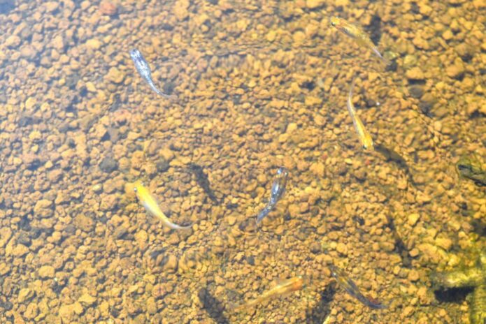 メダカ飼育では夏の高水温 酸欠が危険 死なせないための対策9選 Salt Fresh 魚の総合サイト ソルフレ