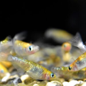 【1記事でわかる】メダカの飼い方・育て方!水槽・餌選びのポイントとベストな飼育環境