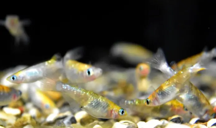 【1記事でわかる】メダカの飼い方・育て方!水槽・餌選びのポイントとベストな飼育環境