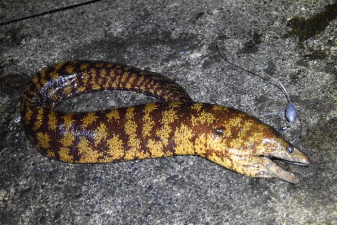 【簡単】ウツボ釣りを身近な漁港で楽しむ！手軽な仕掛け・釣れる場所をご紹介します