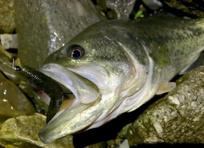 【超初心者向け】琵琶湖で初バスを釣る方法をご紹介!ノーシンカーリグ一択です
