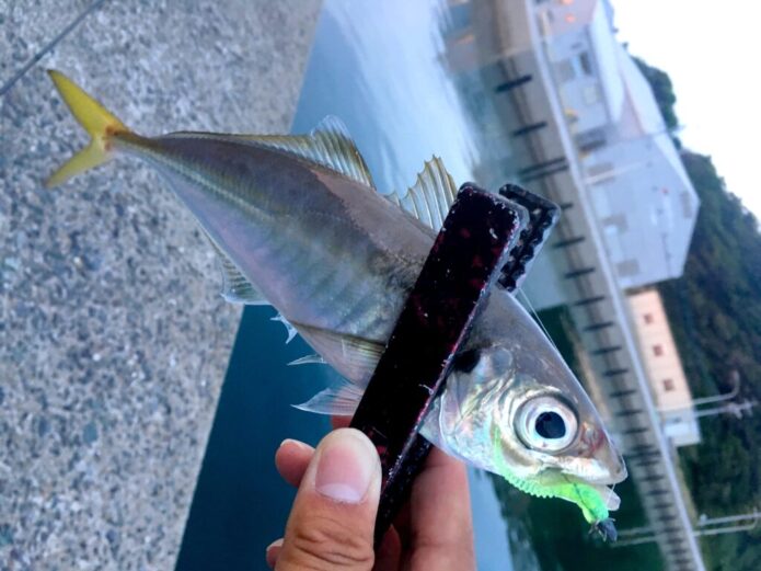 【初心者向け】アジングで1番簡単な釣り方はジグ単！仕掛けからタックルまで完全解説！