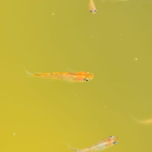 メダカの元気がない・動かない原因8つと対策!死ぬ前に知っておきたい不調のサイン
