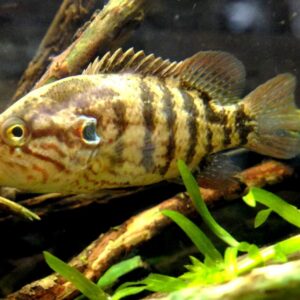 オヤニラミの飼い方と飼育設備をご紹介!最適な水槽サイズ・餌・混泳方法とは