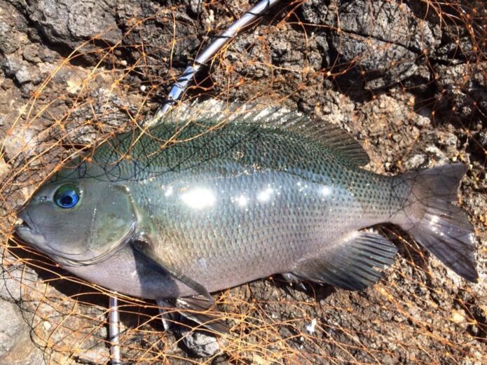 大会経験者がグレのフカセ釣りを完全解説！釣り方や場所の選び方・季節ごとのコツ
