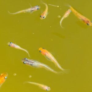 メダカの水が緑色になる「グリーンウォーター」の原因と透明にする方法