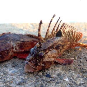 メナダとボラの見分け方や生態をご紹介 違いが分かれば簡単に区別がつきますよ Salt Fresh 魚の総合サイト ソルフレ