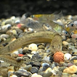 メダカと一緒に飼える生き物15選!混泳しやすい魚・エビ・貝の特徴