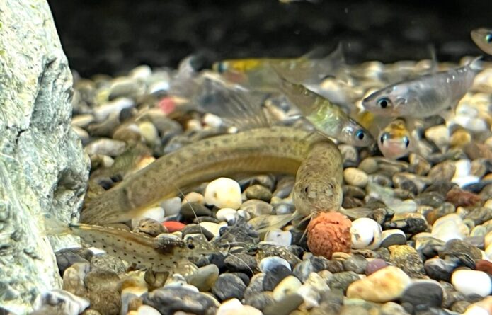 メダカと一緒に飼える生き物15選！混泳しやすい魚・エビ・貝の特徴