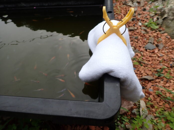 梅雨 メダカの飼育容器に雨を入れない 雨水の影響とあふれさせない対策 Salt Fresh 魚の総合サイト ソルフレ