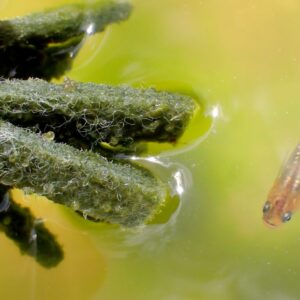 メダカの卵を孵化させるには水温と水質が重要!孵化しない卵の孵化率を上げる方法