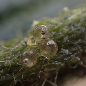 【実体験】メダカの卵を「ほったらかし」で飼育したらどうなる?