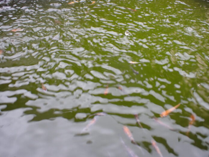 梅雨 メダカの飼育容器に雨を入れない 雨水の影響とあふれさせない対策 Salt Fresh 魚の総合サイト ソルフレ