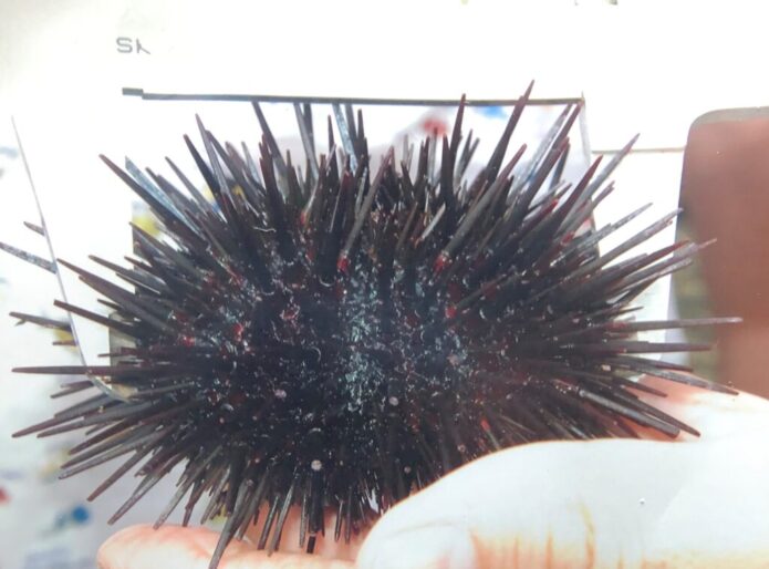 【密漁】サザエ・アワビ・ウニを勝手に取ったらどうなる？逮捕？元海上保安官が徹底解説