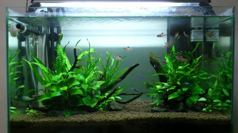 手間いらず 熱帯魚の飼育に必要なものと失敗しない飼育用品の選び方 Salt Fresh 魚の総合サイト ソルフレ