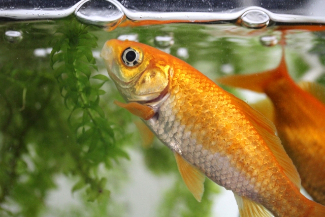金魚におすすめの水草9選！繁殖力が高い＆食べられない種類選びが重要