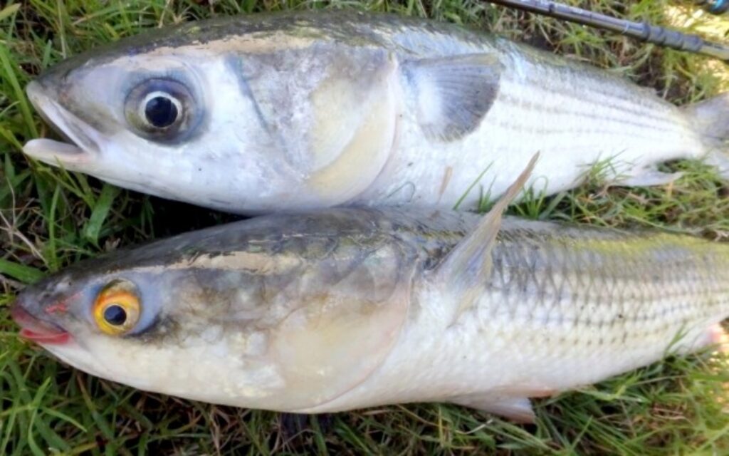 メナダとボラの見分け方や生態をご紹介 違いが分かれば簡単に区別がつきますよ Salt Fresh 魚の総合サイト ソルフレ