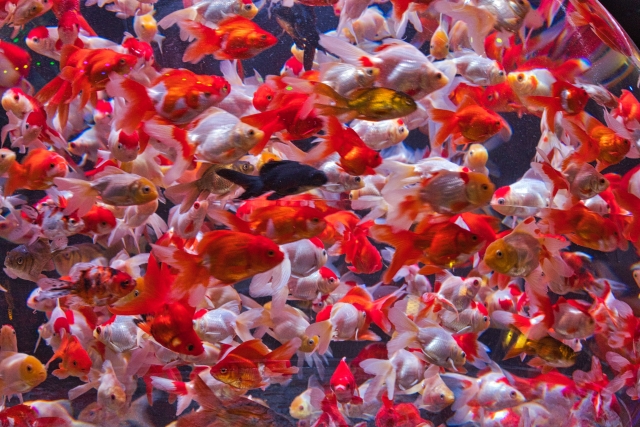 金魚と一緒に飼える生き物15種類をご紹介 日本淡水魚 熱帯魚 エビ 貝との混泳相性一覧 Salt Fresh 魚の総合サイト ソルフレ
