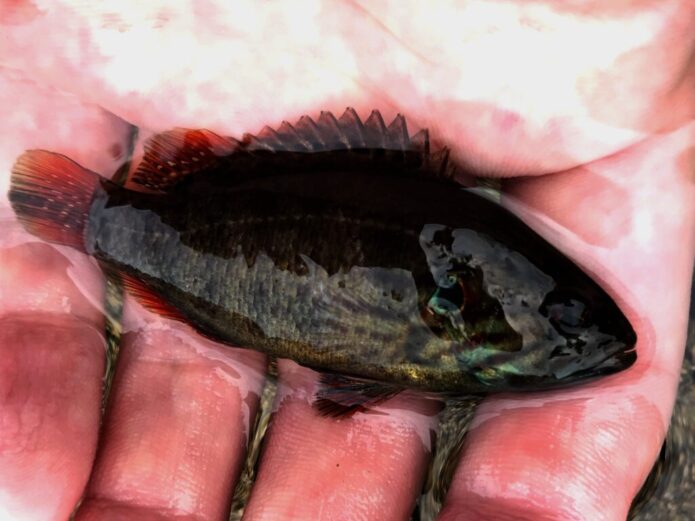 オヤニラミを捕まえる簡単な方法はガサガサ | 捕獲方法と場所選びのポイント