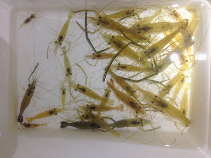 テナガエビの捕まえ方！網2本で1晩300匹捕獲した方法と場所選びのポイント