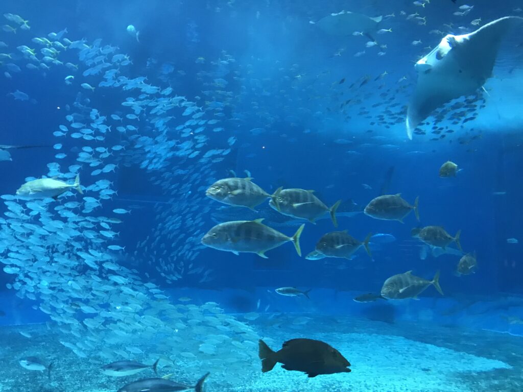 カージナルテトラの飼い方と育て方 実例つきで飼育環境と混泳方法をご紹介します Salt Fresh 魚の総合サイト ソルフレ