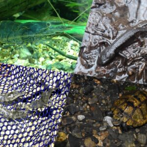 メダカと一緒に飼えない・混泳できない生き物6選 | 金魚と一緒に飼えないって本当？