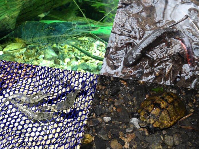 メダカと一緒に飼えない・混泳できない生き物6選 | 金魚と一緒に飼えないって本当？