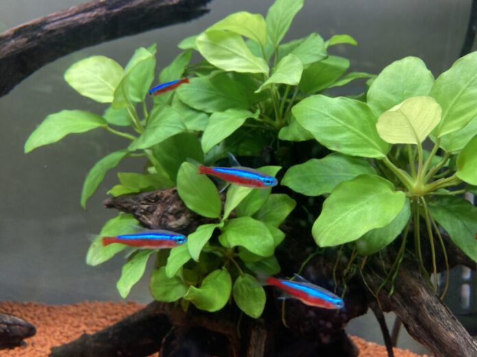 カージナルテトラの飼い方と育て方！実例つきで飼育環境と混泳方法をご紹介します