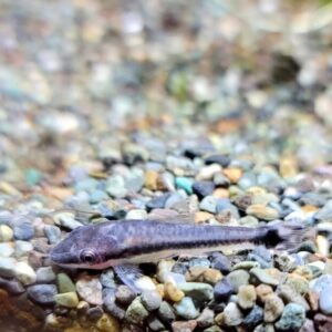 オトシンクルスの飼い方のすべて | 最適な飼育環境と混泳相手の選び方